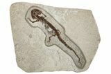 Fossil Salamander (Chelotriton) - Gračanica, Bosnia #278945-1